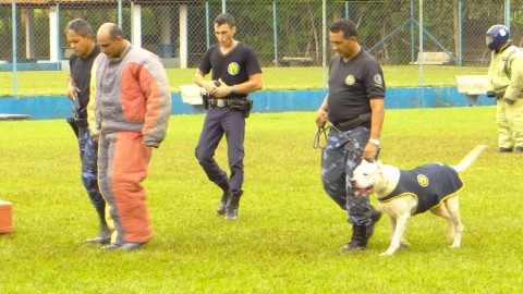 Salto conquista troféus no 7° Campeonato de Cães de Polícia das Guardas Municipais do Brasil
