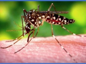 Capivari: TW Espumas recebe palestra da Vigilância Sanitária sobre a dengue